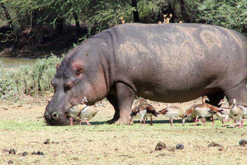 Kavango, hippo