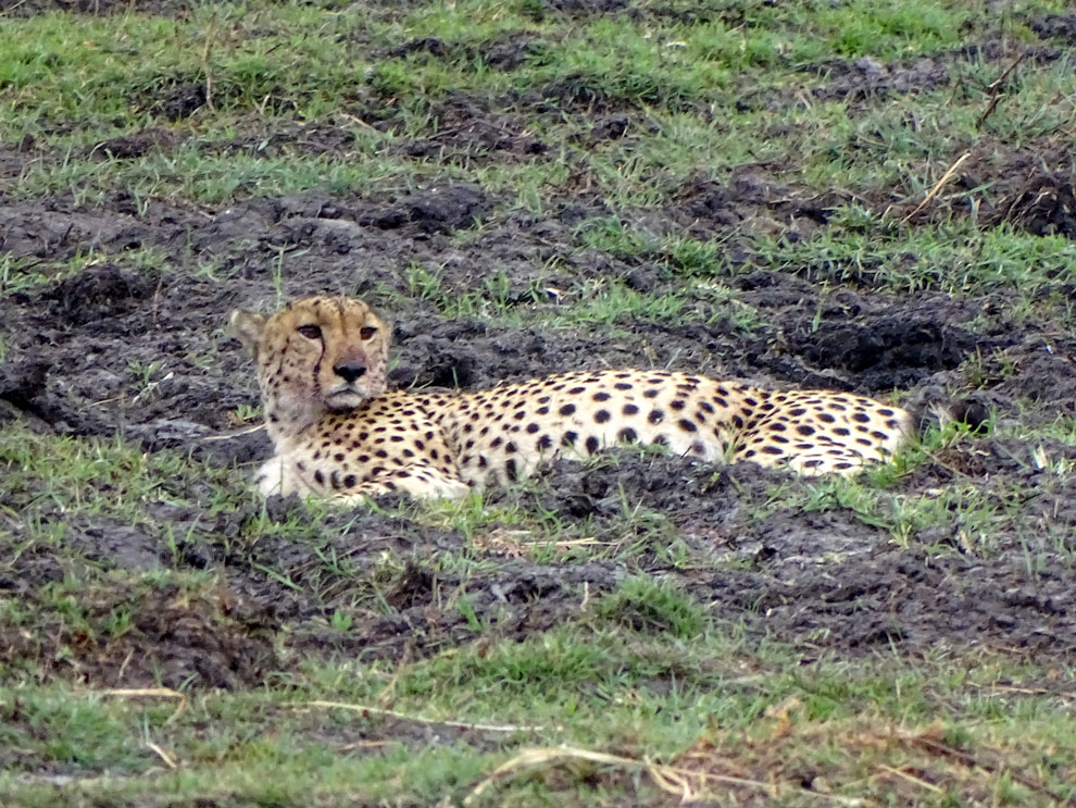 Cheetah in mud