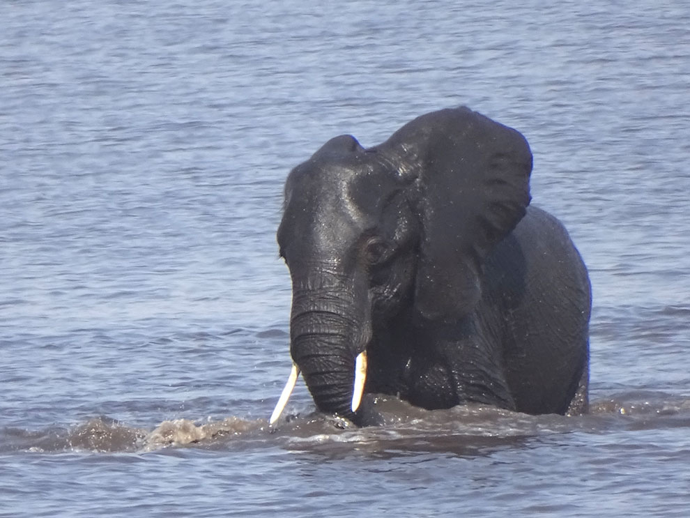 Elephant bath, Okavango Delta