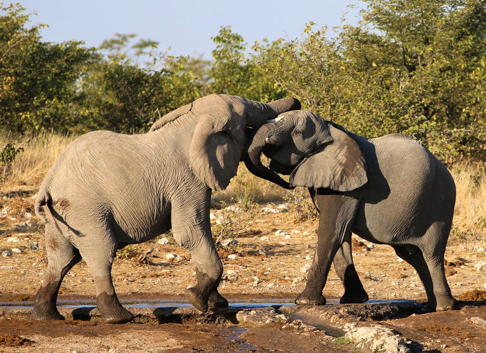 Elephants, Damaraland