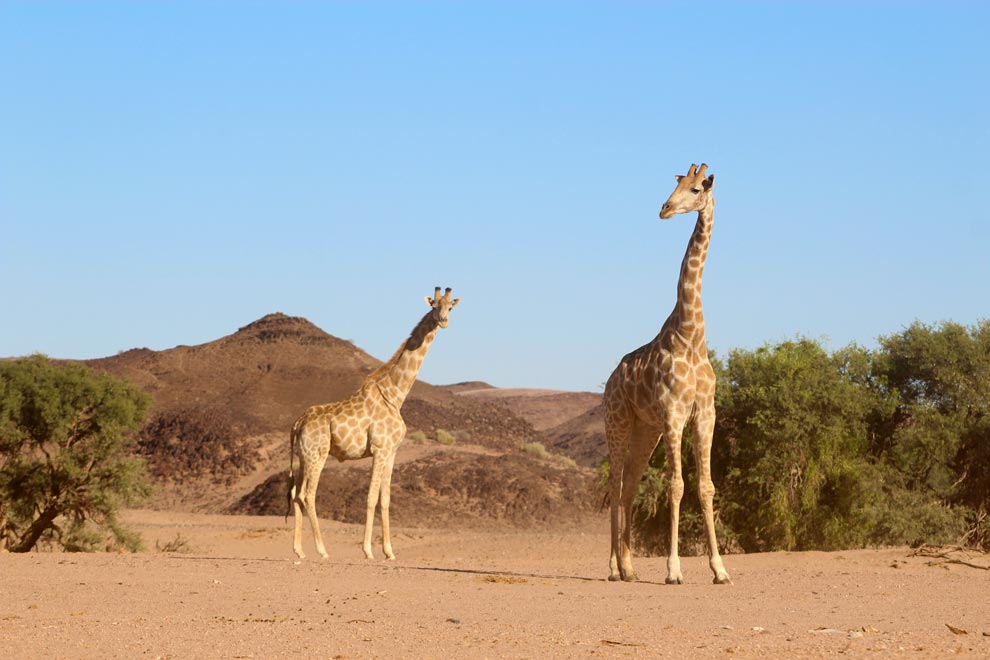 Giraffe, Damaraland