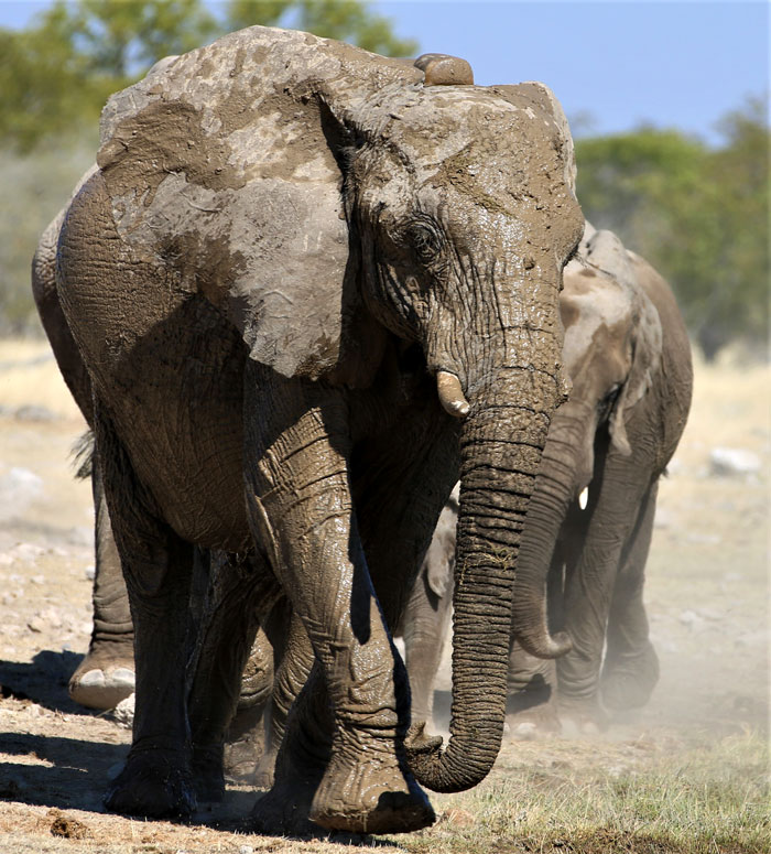 Elephant march