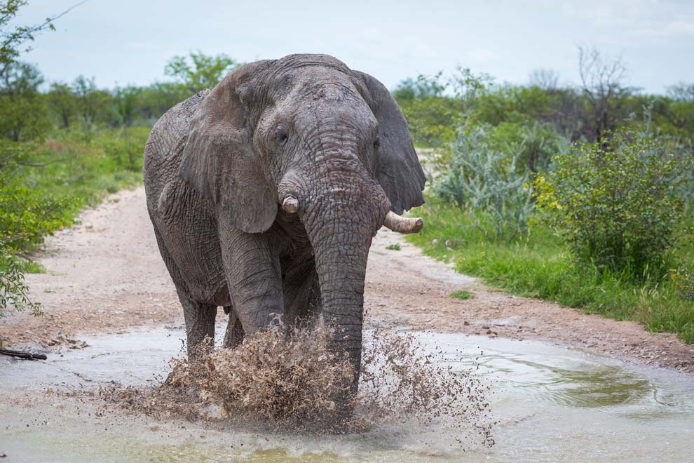 Elephant at a waterhole, Etosha National Park.