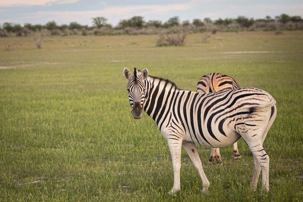 Zebra, Etosha