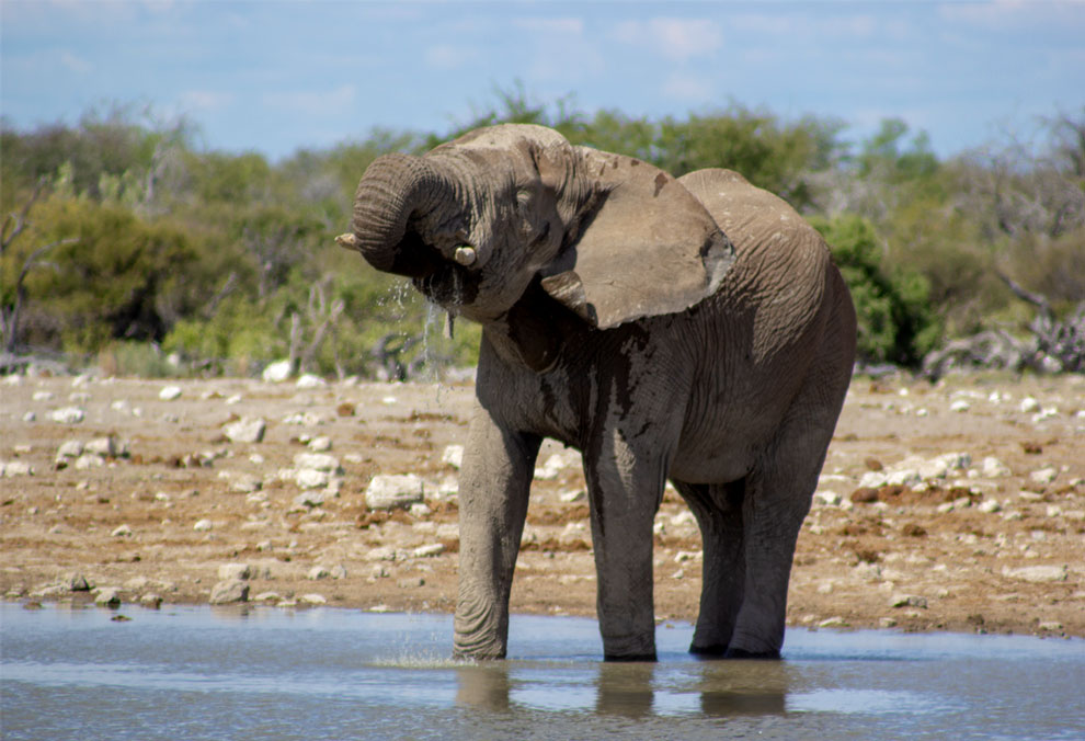 Elephant at a waterhole