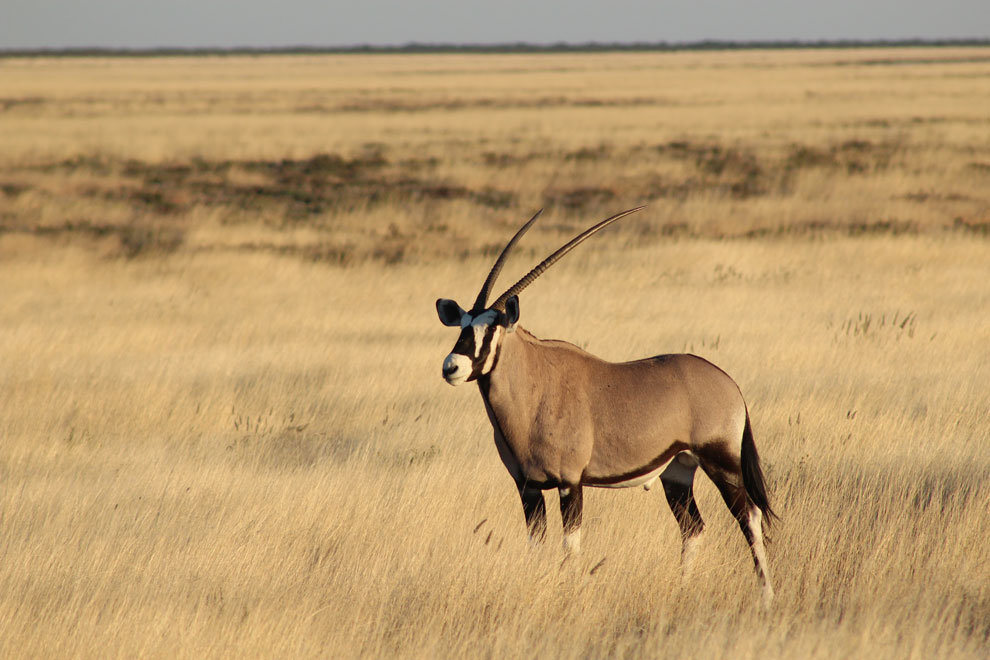 Oryx, Kalahari