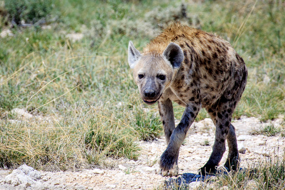 Hyena at Etosha