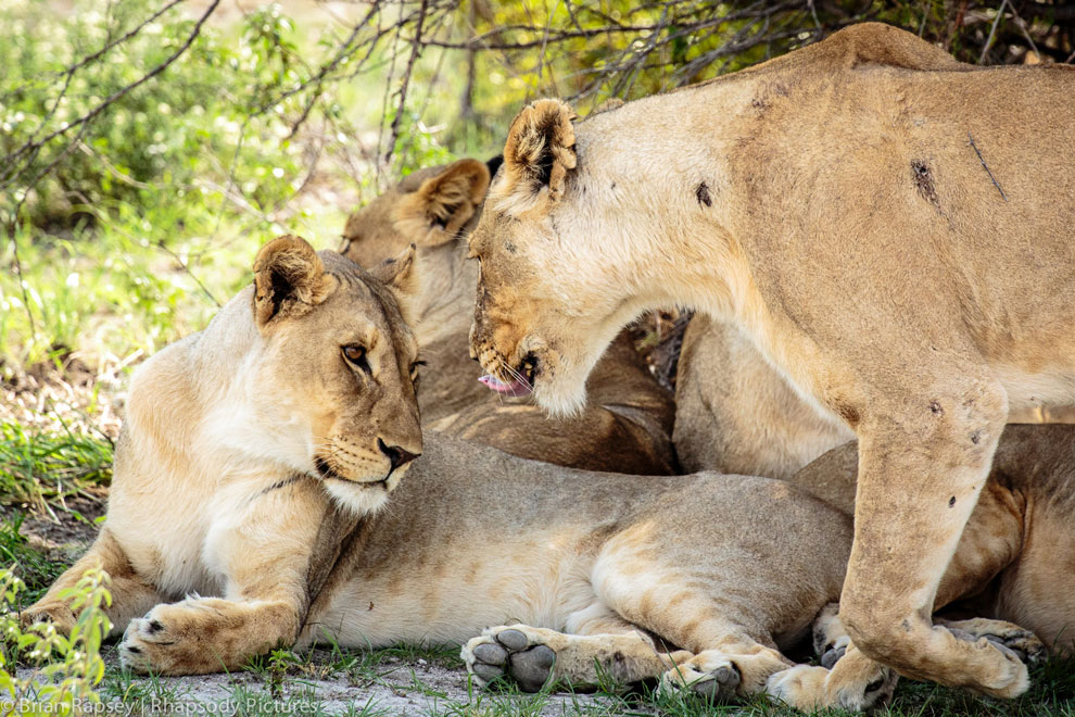 Lions, Etosha National Park.