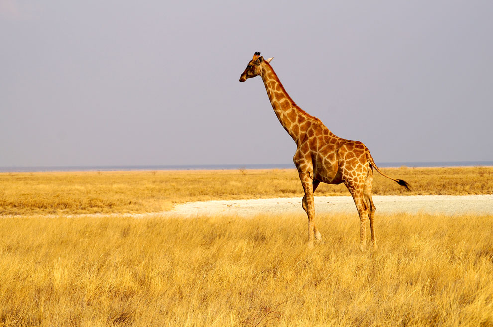 Lone Giraffe, northern Namibia