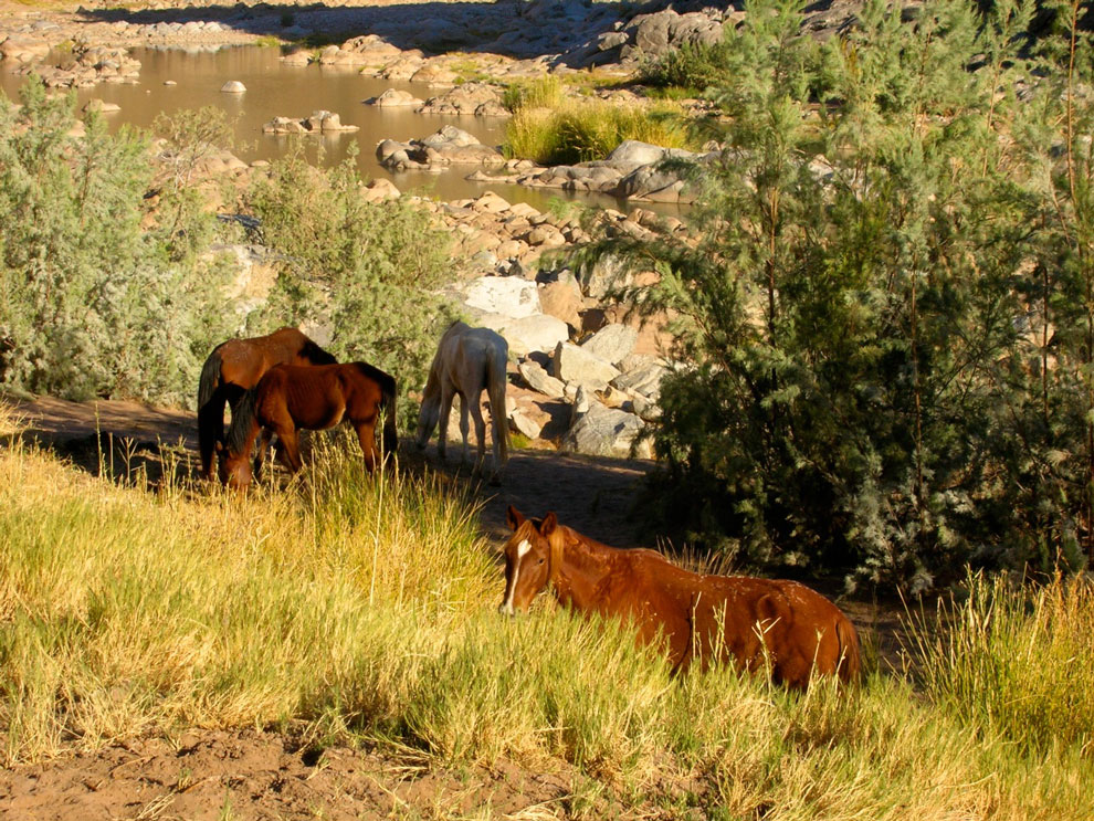 Horses, Fish River Canyon