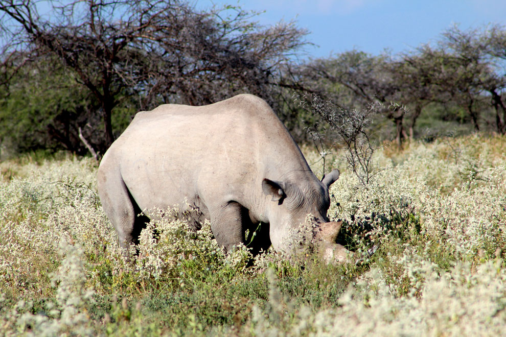 Rhino grazing