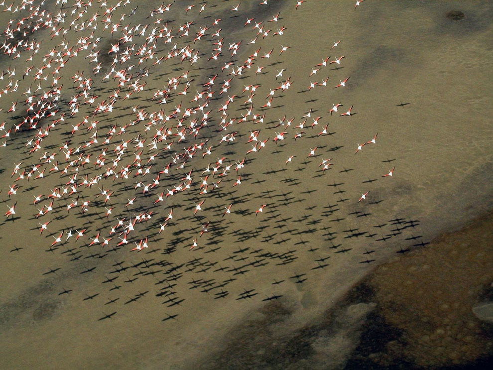Aerial view, flamingos