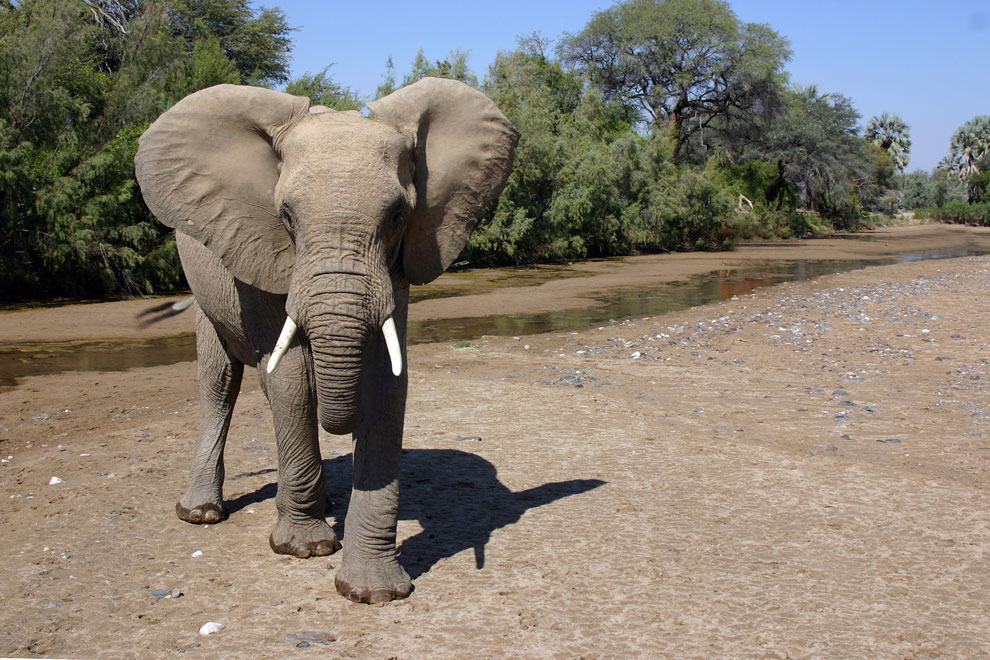 Elephant, Kunene
